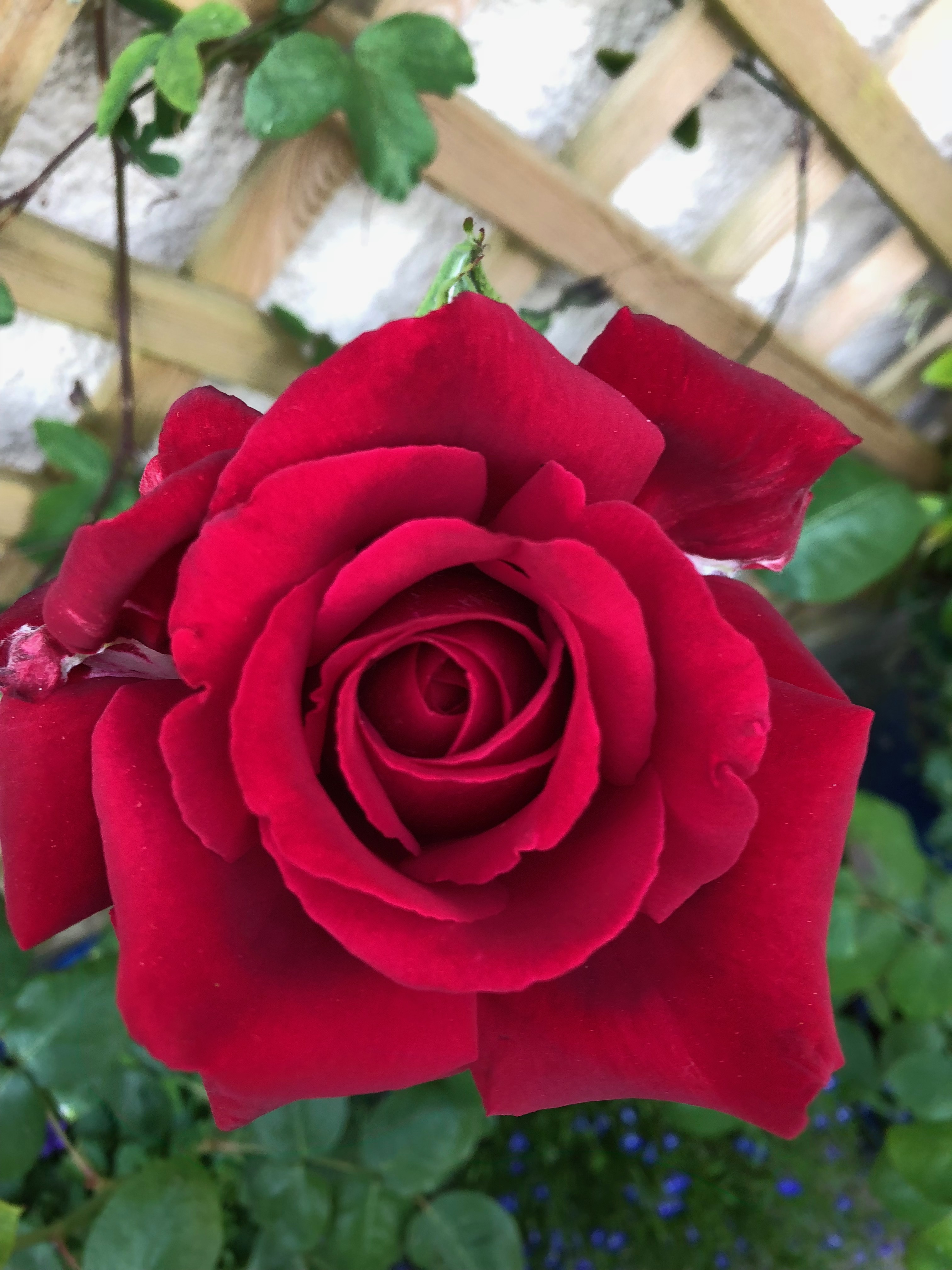 rose of love